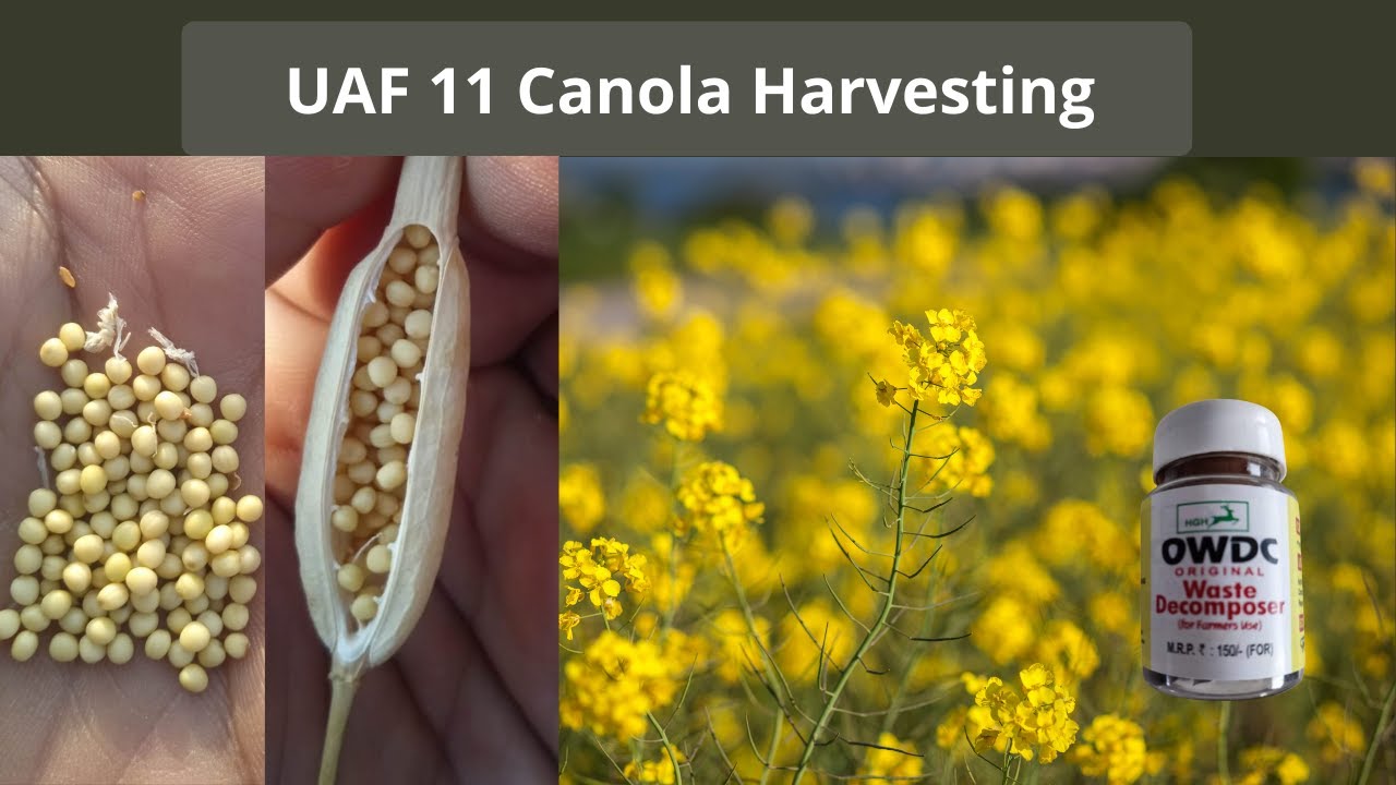 UAF 11 Canola | Canola Harvesting | 20 Maund Per Acre Yield