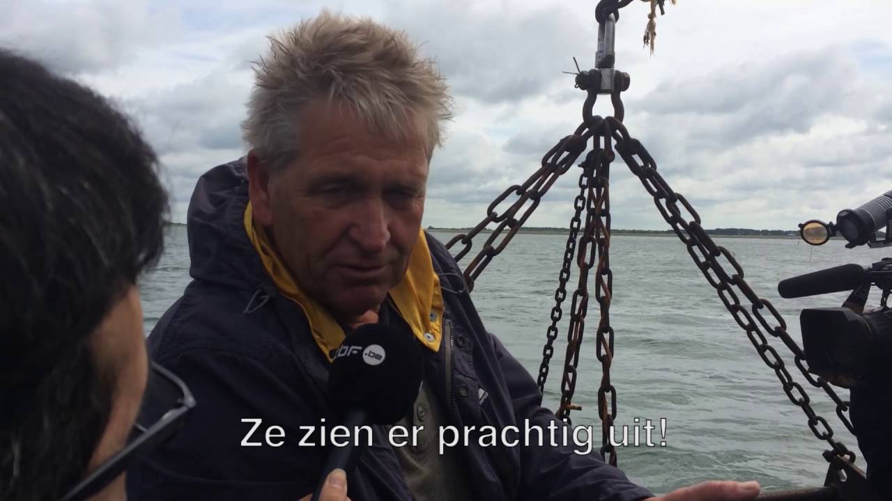 Sfeerimpressie persdag start mosselseizoen 2016