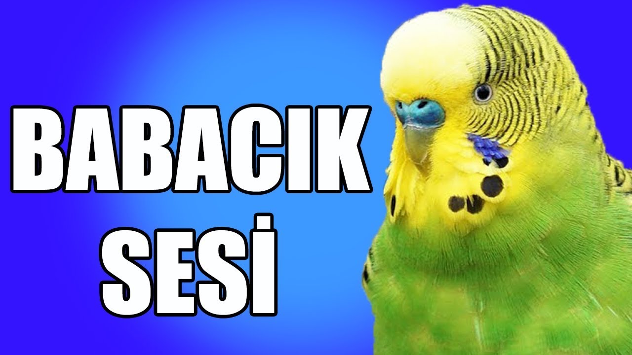 Babacık sesi kaydı  Muhabbet Kuşu Konuşma Eğitimi Seti