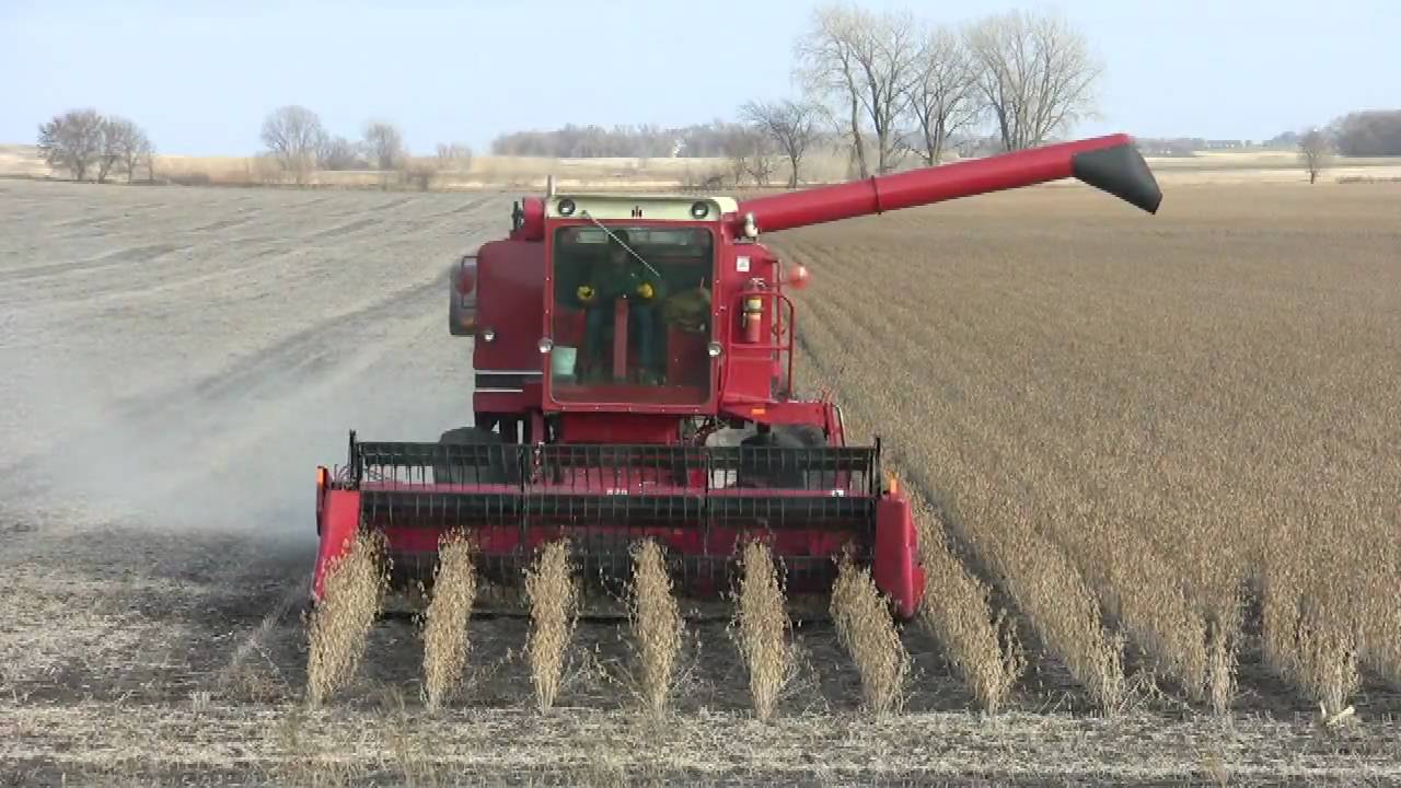 Corn Belt Harvest