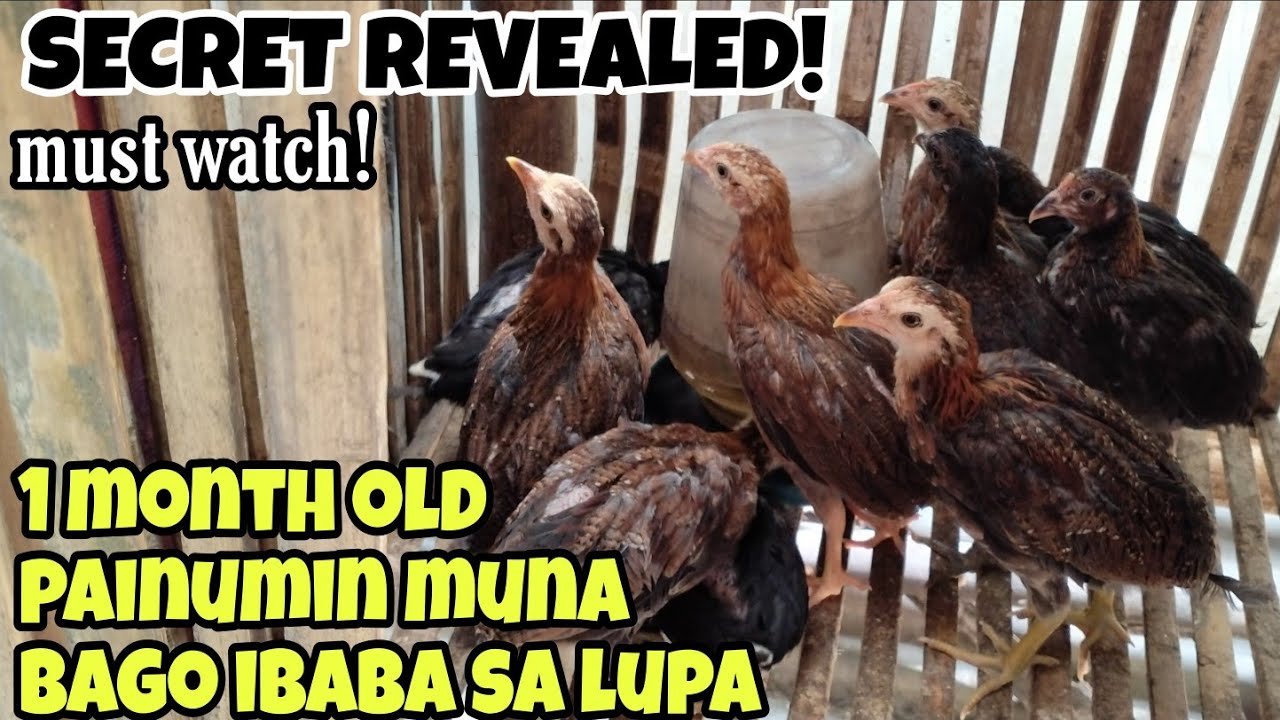 ALAMIN BAKIT DAPAT PAINUMIN MUNA ANG SISIW BAGO IBABA SA LUPA | SECRET REVEALED| MUST WATCH