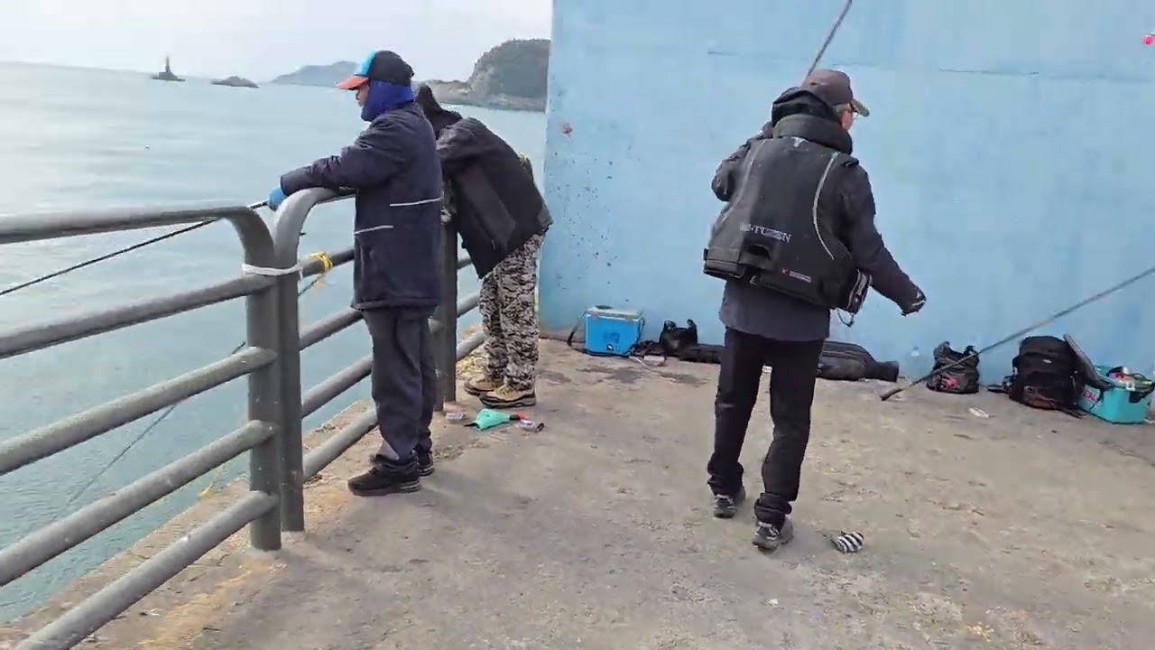 부산   감천   방파제   줄돔