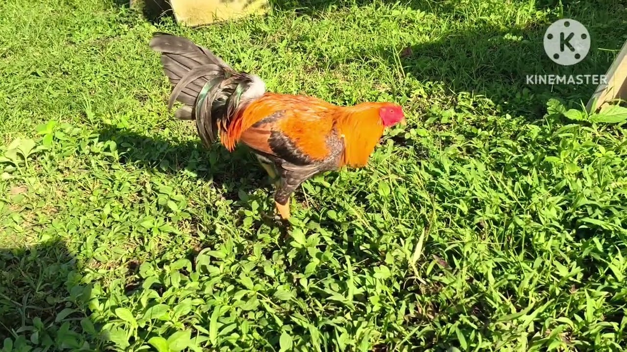 JTP FARM JM FANTASTIC 3YEARS OLD