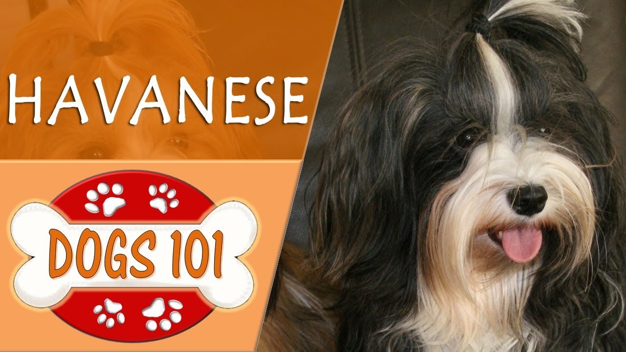 Dogs 101 - HAVANESE - Top Dog Facts About the HAVANESE