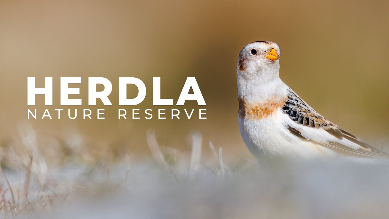 Bird Photography at 800mm | Herdla Nature Reserve | Norway