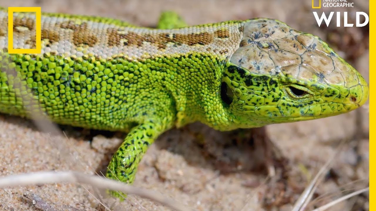Ce lézard avale des bourdons vivants