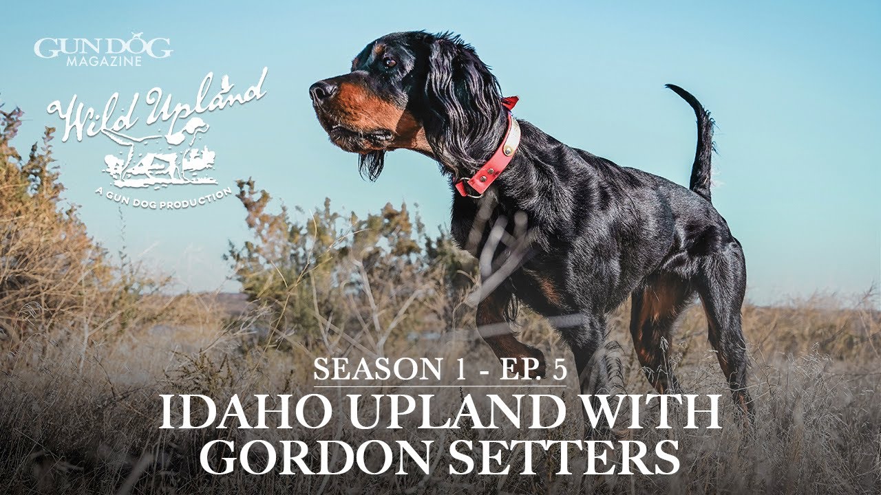Idaho Upland with Gordon Setters-Wild Upland Season 1, Ep.  5