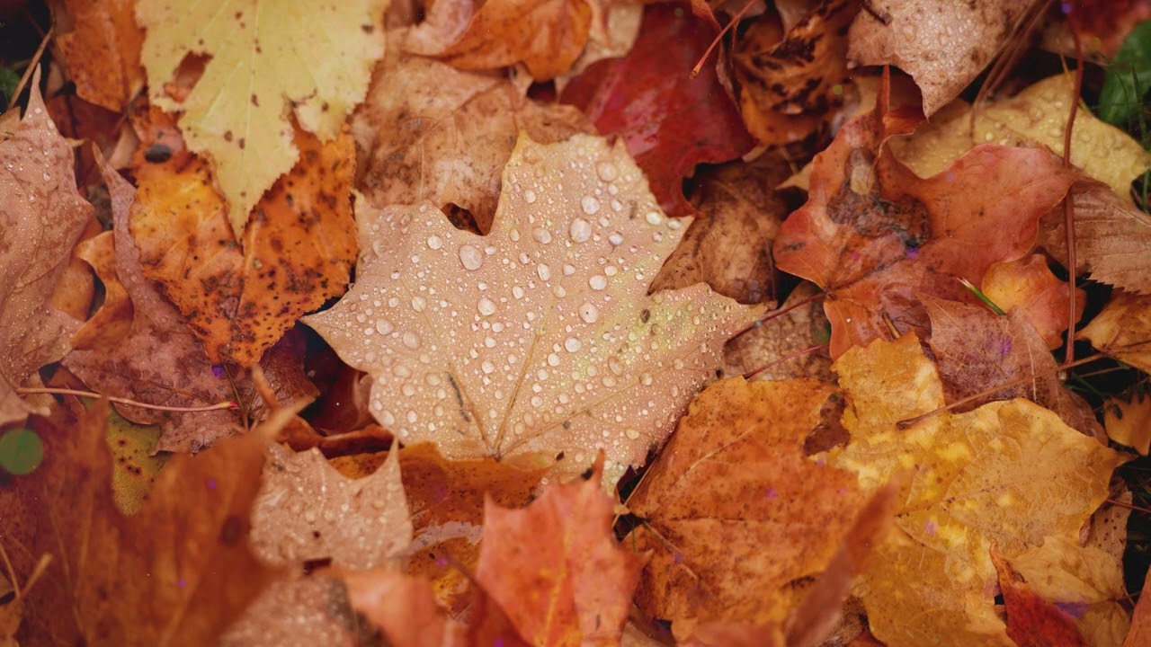 Night Rain & Gentle Music – Sleep Deeper, Dream Better (30 Min)