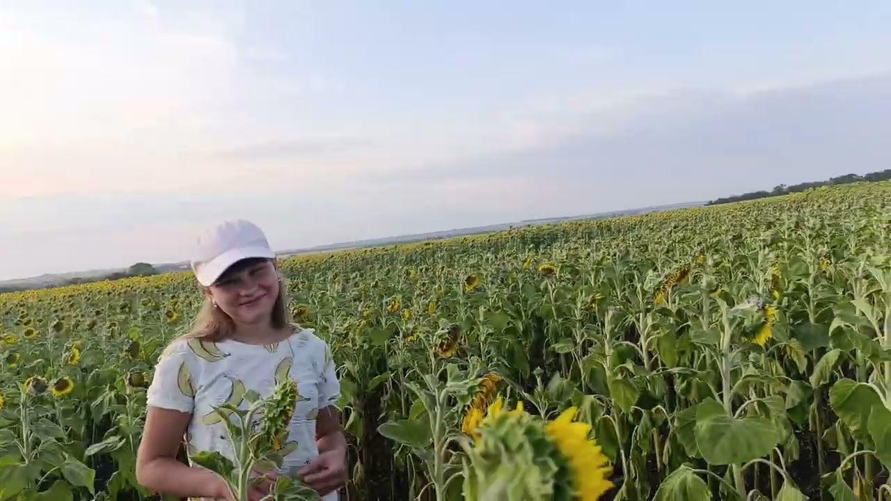 Можна розпочати Жнива соняшник 🌻 2025 рік дисками 🌻 врожай буде десь по 25 центр