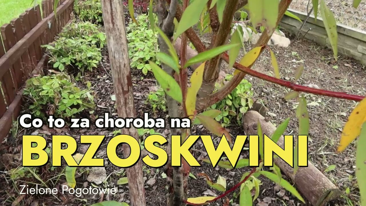 Co robić gdy pień brzoskiwni pęka i zaczyna wyciekac galareta?