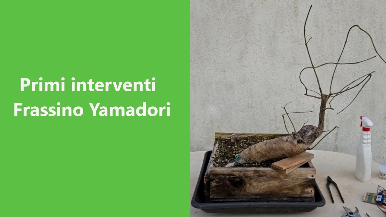 Frassino Yamadori.  A un anno dalla raccolta.