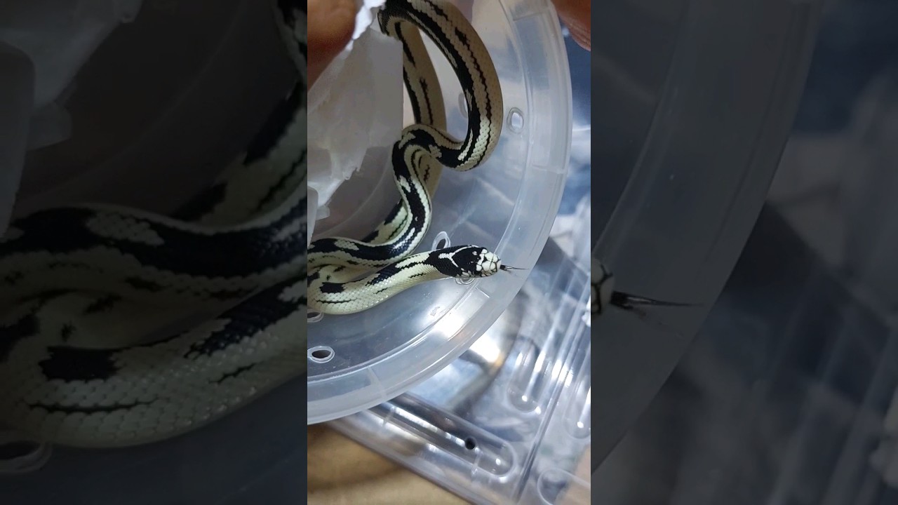 Rắn zua mới zề 🐍👑 #shortvideo #shorts #kingsnake