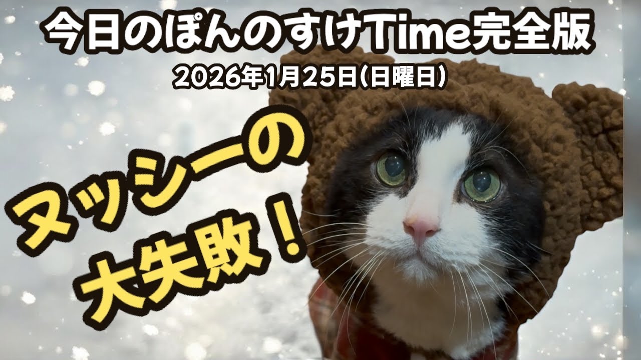 今日のぽんのすけTime完全版 2026年1月25日(日曜日) コートのクマさん #cat #ねこ #保護猫 