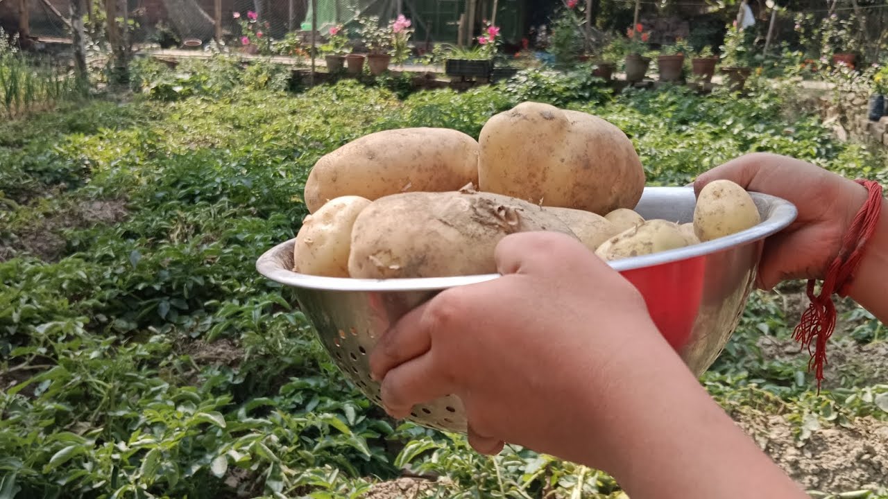 আলু সেট থেকে প্রথম আলু হারভেস্টিং #gachpagolpran #gardening 