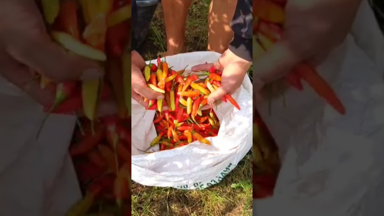 Cabe rawit BONANG RS #agriculture #petanimilenial #petanidesa #petanimuda #cabe #caberawit