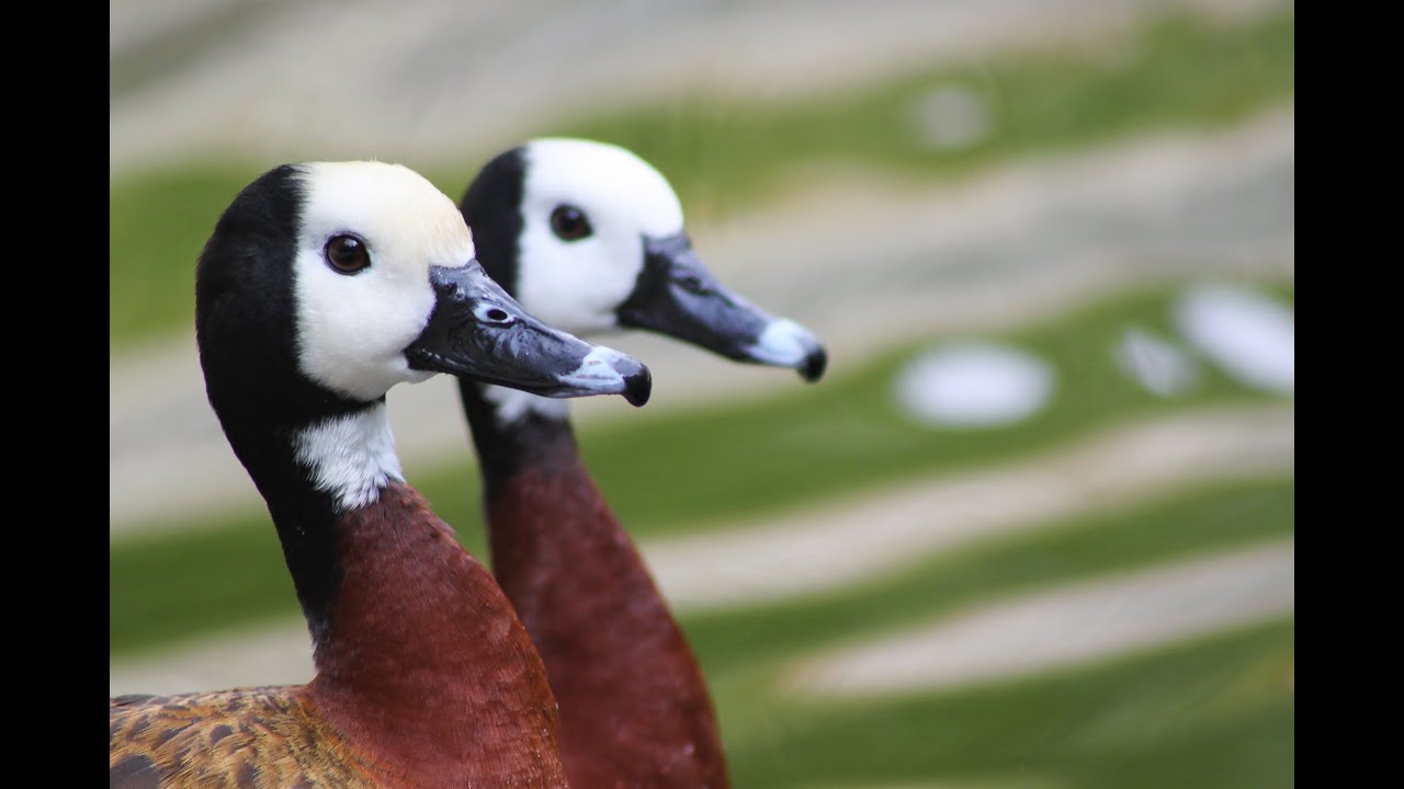 Waterfowl Conservation in Trinidad