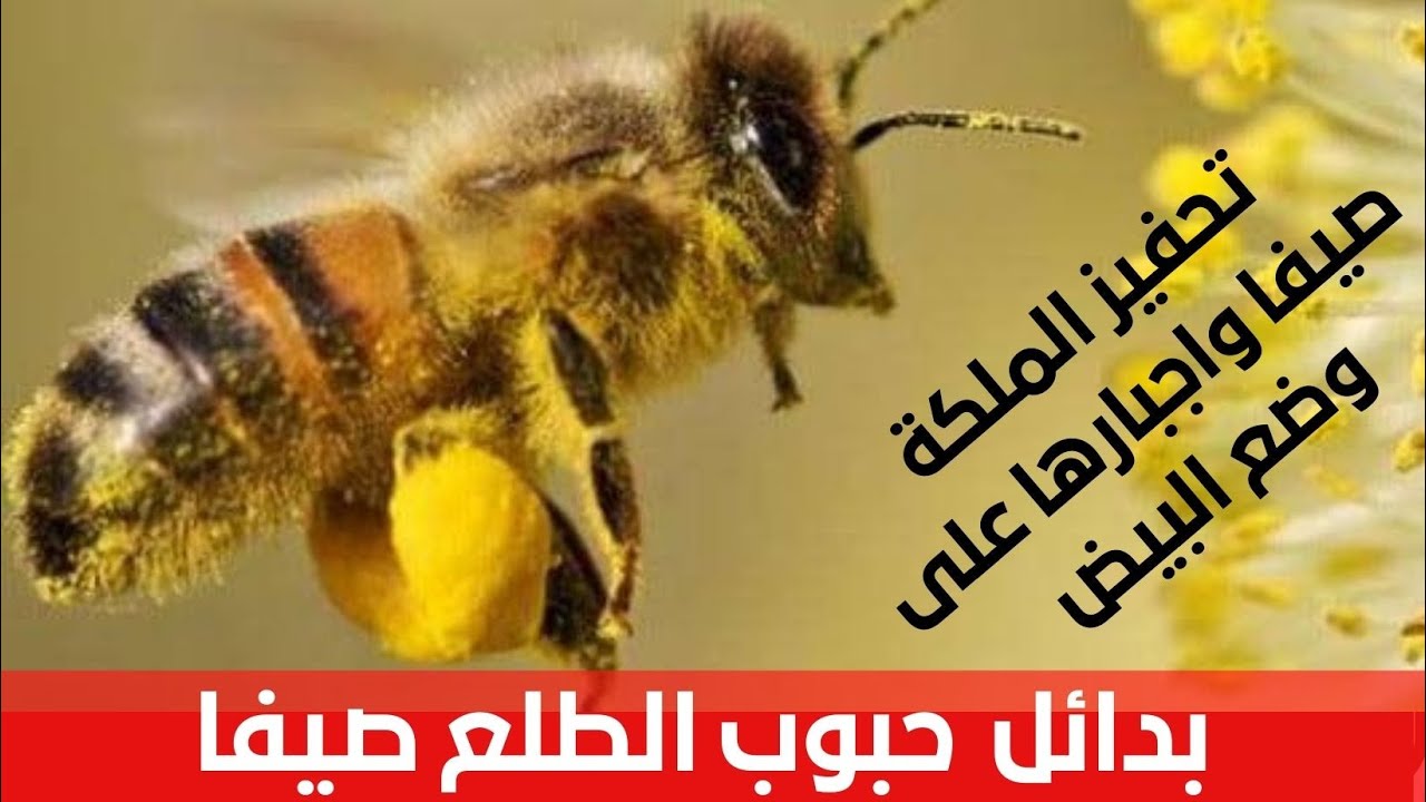 بدائل حبوب اللقاح لتغذية خلايا النحل صيفا .تحفيز الملكة على وضع البيض.
