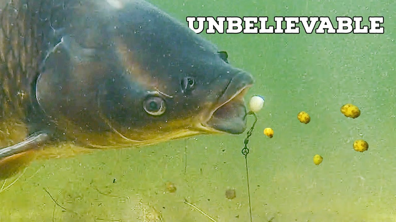 You won't believe this happened while fishing for carp