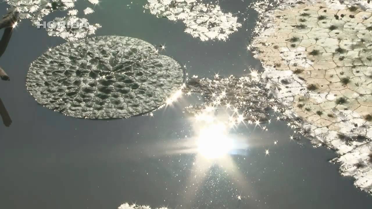 オニバス