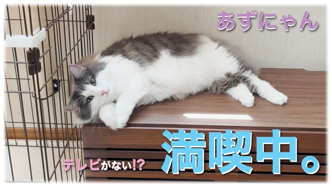 あずにゃん、即席の⭐️ステージをたっぷり満喫😻　😭ショータイムは無いの❓【猫　サイベリアン　あずき】[vol.218]