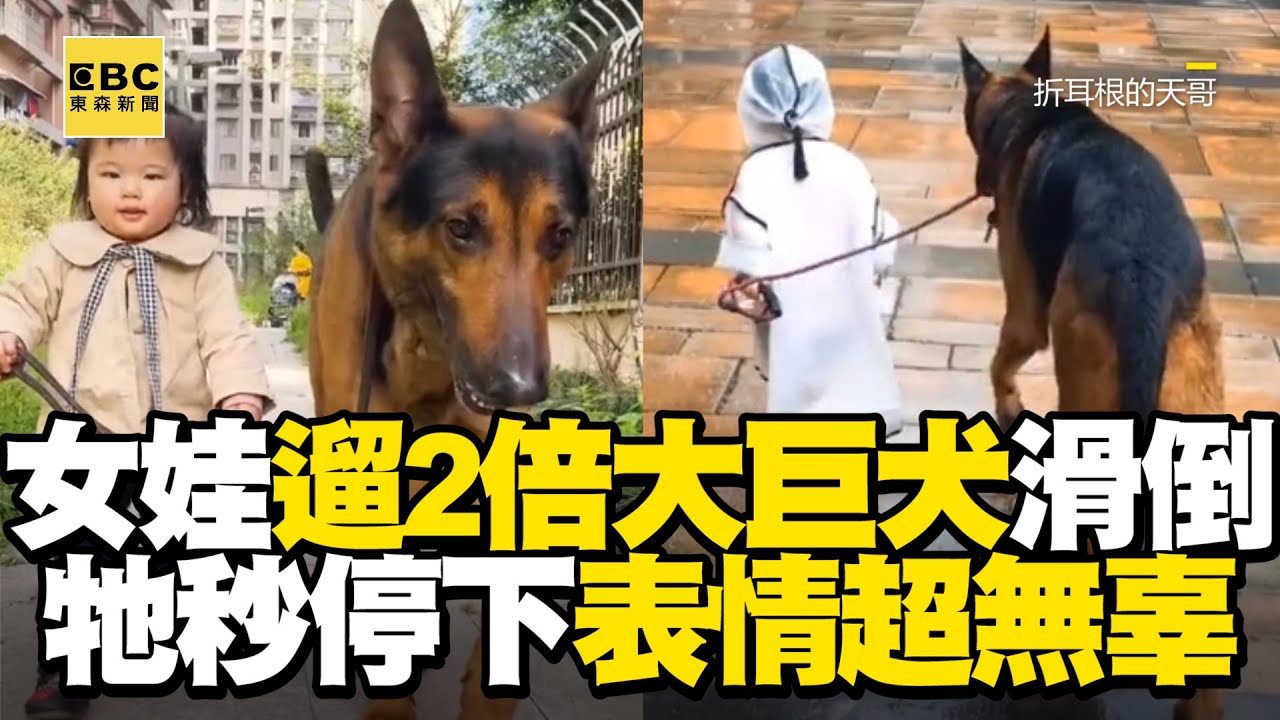 女娃遛2倍大巨犬滑倒！牠秒停下表情超無辜