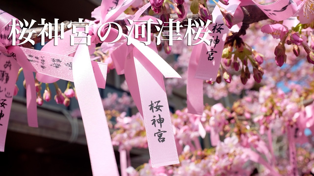 桜神宮の河津桜