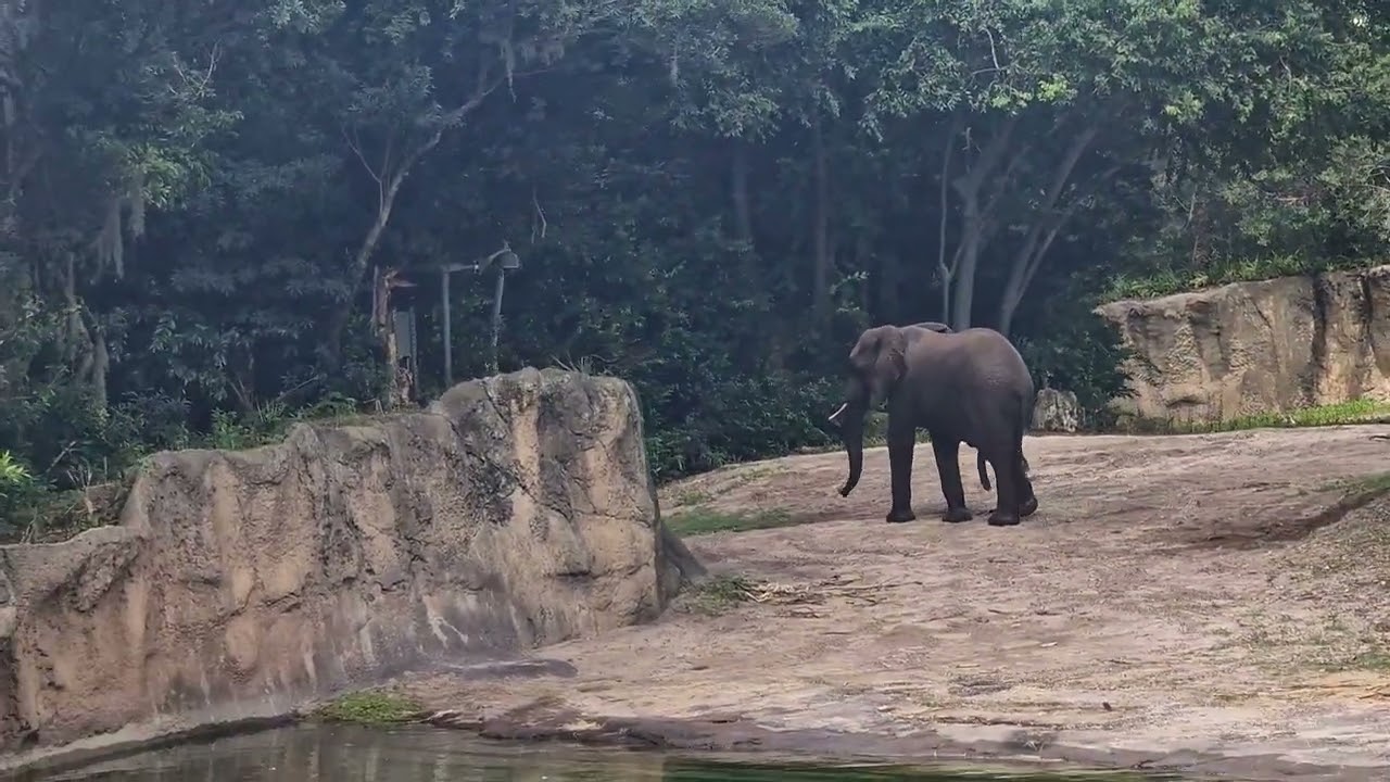 Kilamanjario safari at disneys animal kingdom