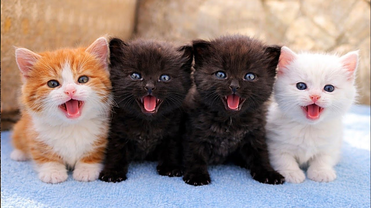 Can You Handle This Cuteness? 6 Newborn Kittens Calling Their Mom! 😭✨