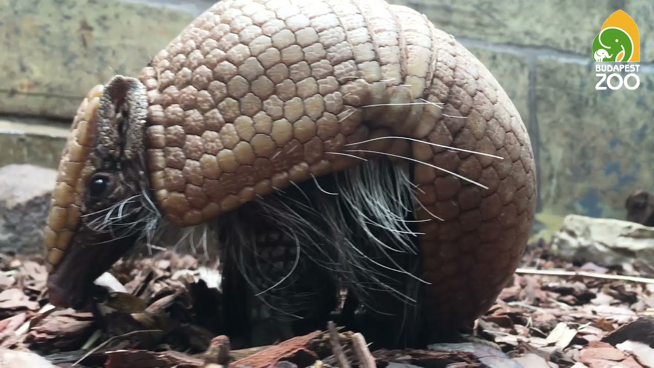 Gyermekáldás a matakóknál