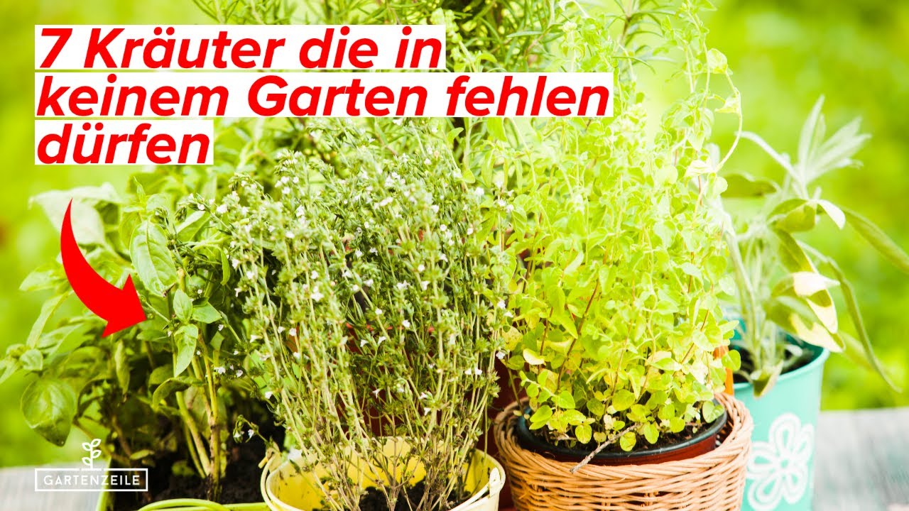 Top 7 Kr&auml;uter, die in keinem Garten fehlen d&uuml;rfen - So pflanzt du sie am besten an!