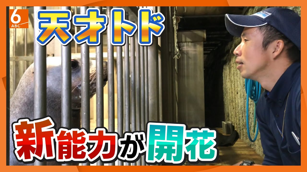 【世界初】トドが“人の動作のまねができる”と証明　城崎マリンワールドの「ハマ」　飼育員「トドってすごいな、トドまらないなと感じてもらえたら」