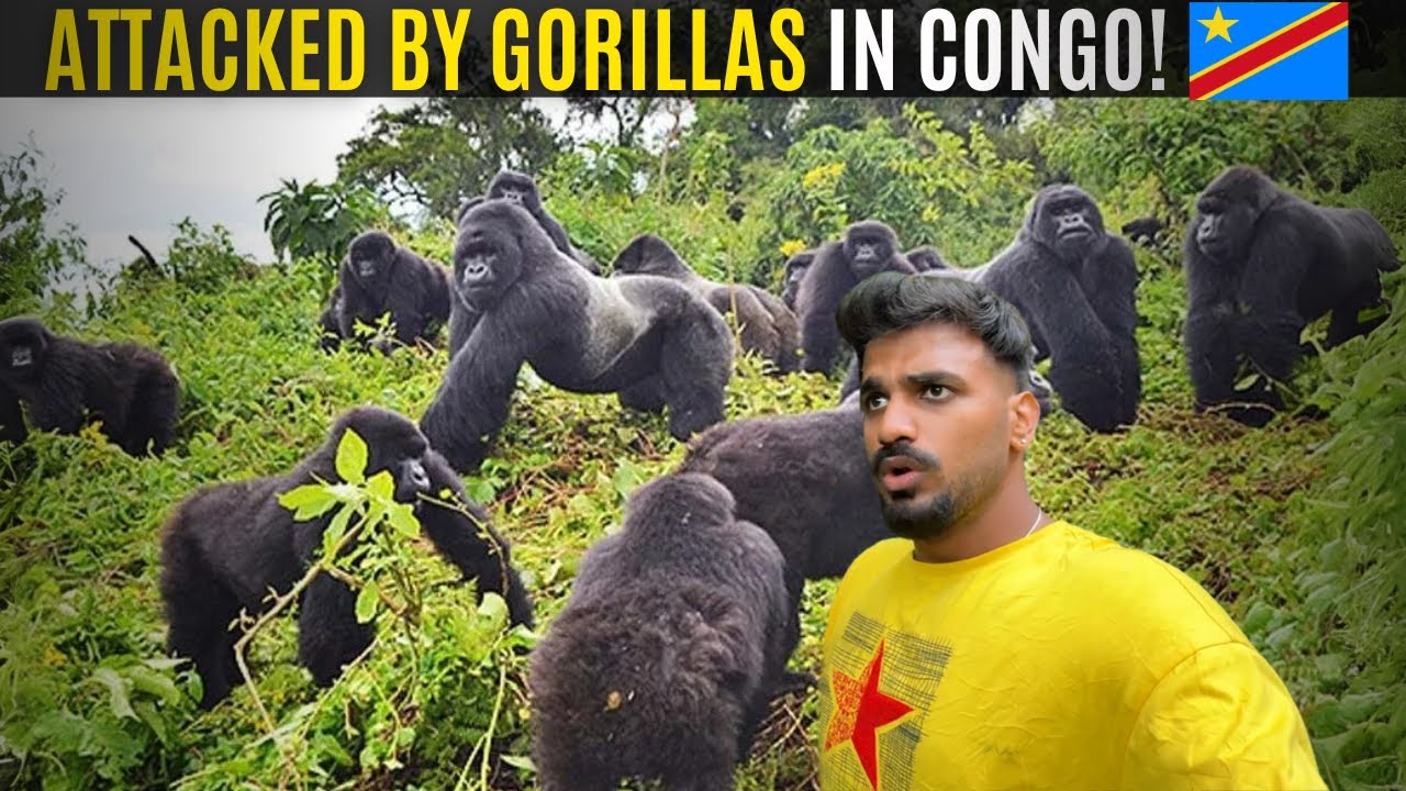 DRC: Gorilla Trek Gone Wrong! 🇨🇩