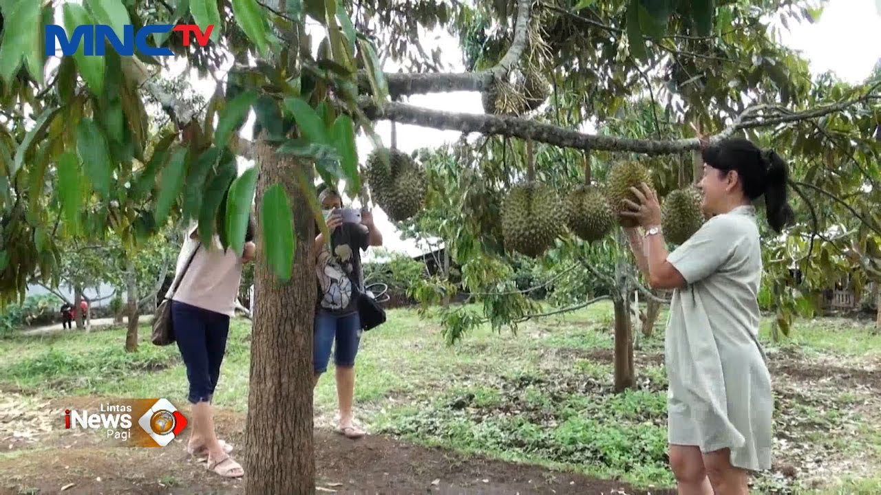 Wisata Kebun Durian di Malang, yang Memiliki Berbagai Jenis Durian #LIP 02/11