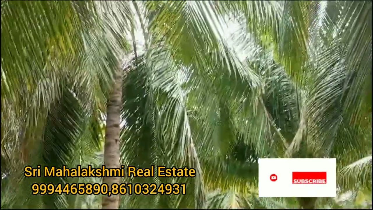 401) உடுமலை கணியூர் பகுதியில் 11 ஏக்கர் தென்னை தோப்பு |#srimahalakshmirealestate