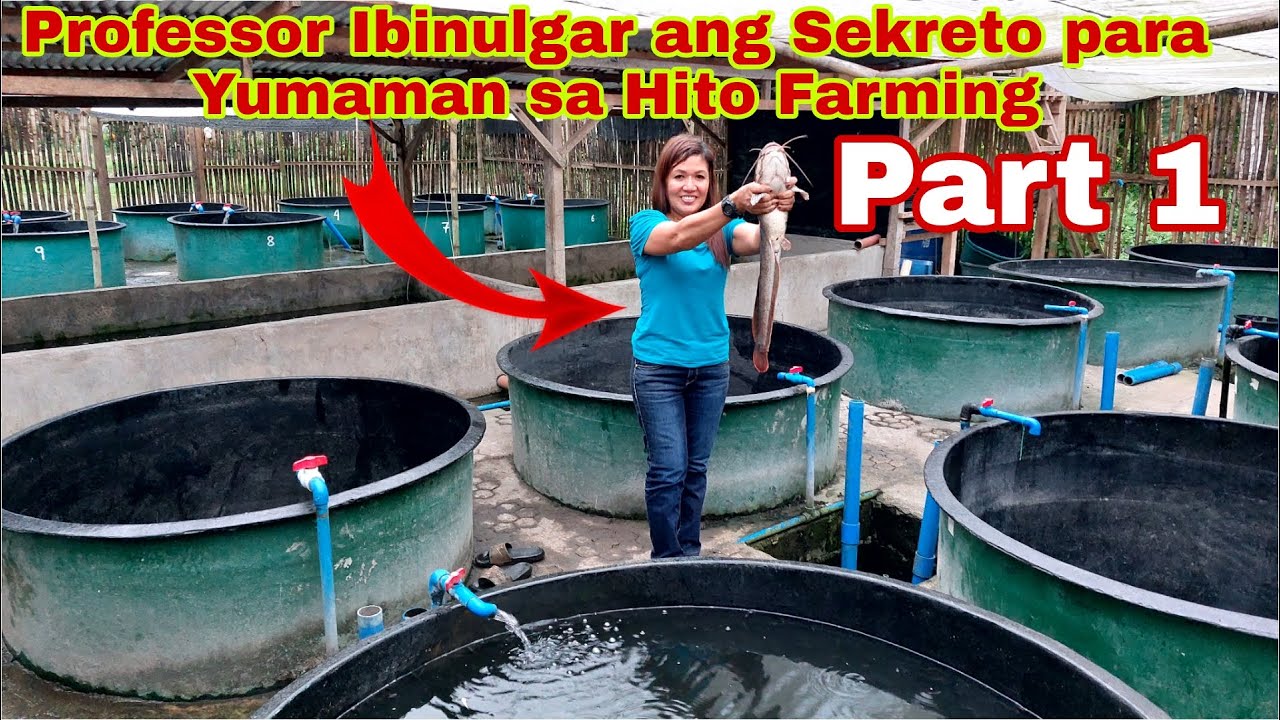 How to Grow Hito Using Scientific Way of Farming- Sekreto ng mga Umasenso -Part 1