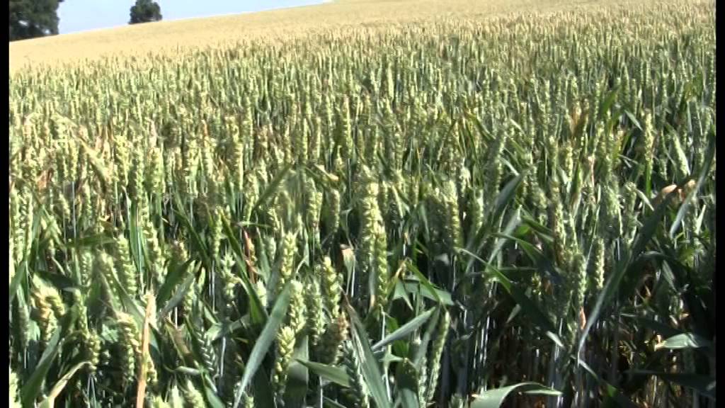 When to harvest wholecrop wheat for baling