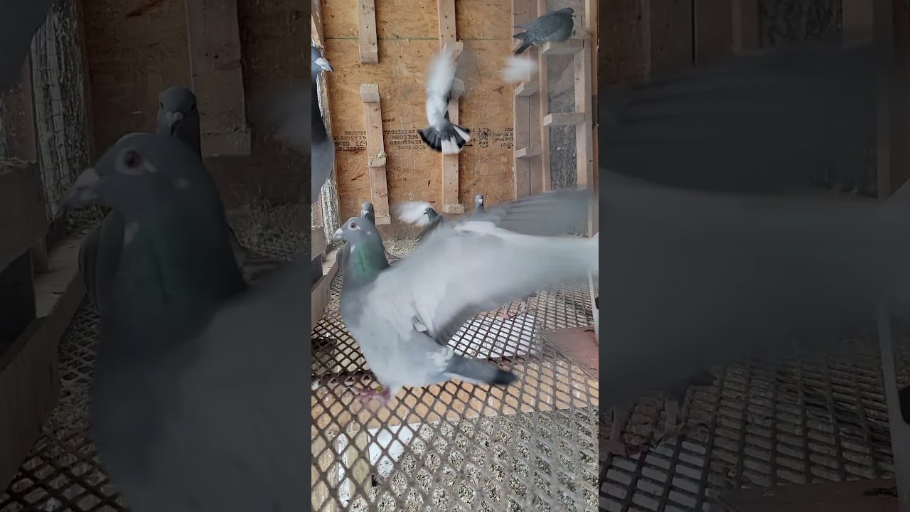 Happy Pigeons | Racing Pigeon | Homer | Kabutar