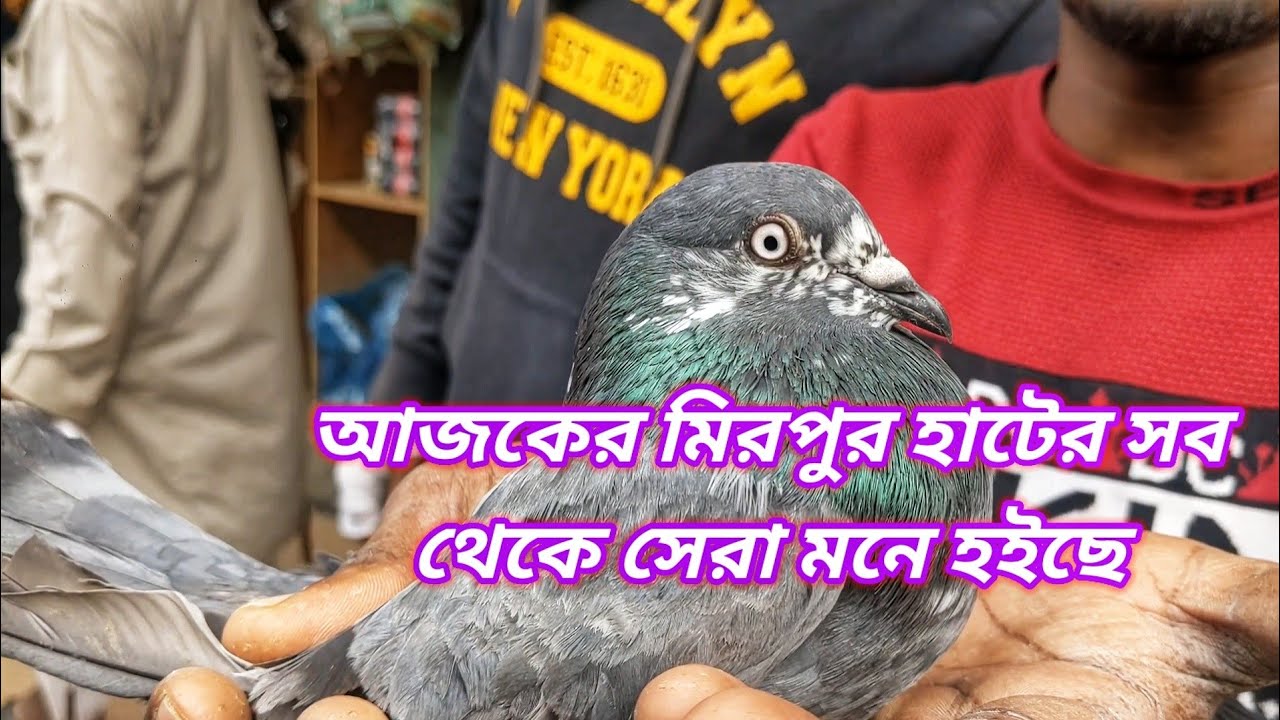 অনেকদিন পর মিরপুরহাটে🥰 Miraj Pigeon & Pets