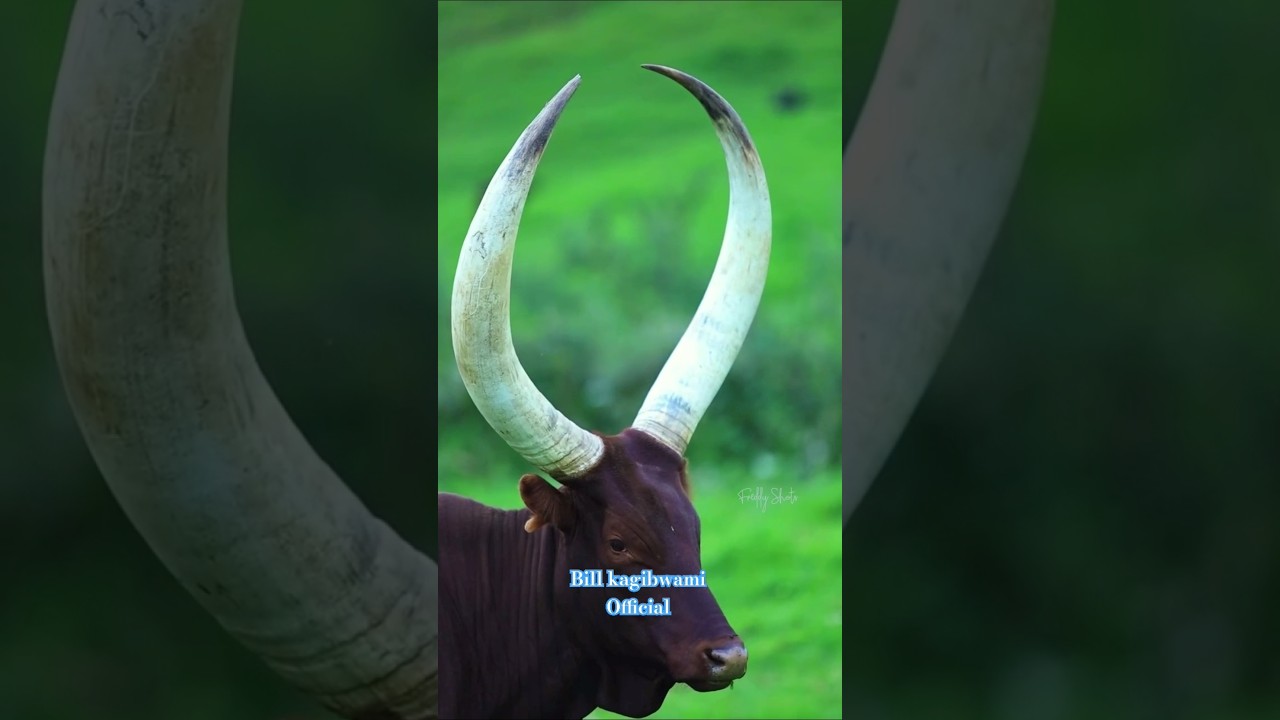 #visitbigogwe#visitrwanda#ibereryabigogwe#isimbitv #inyarwandatv #rbanews #culture