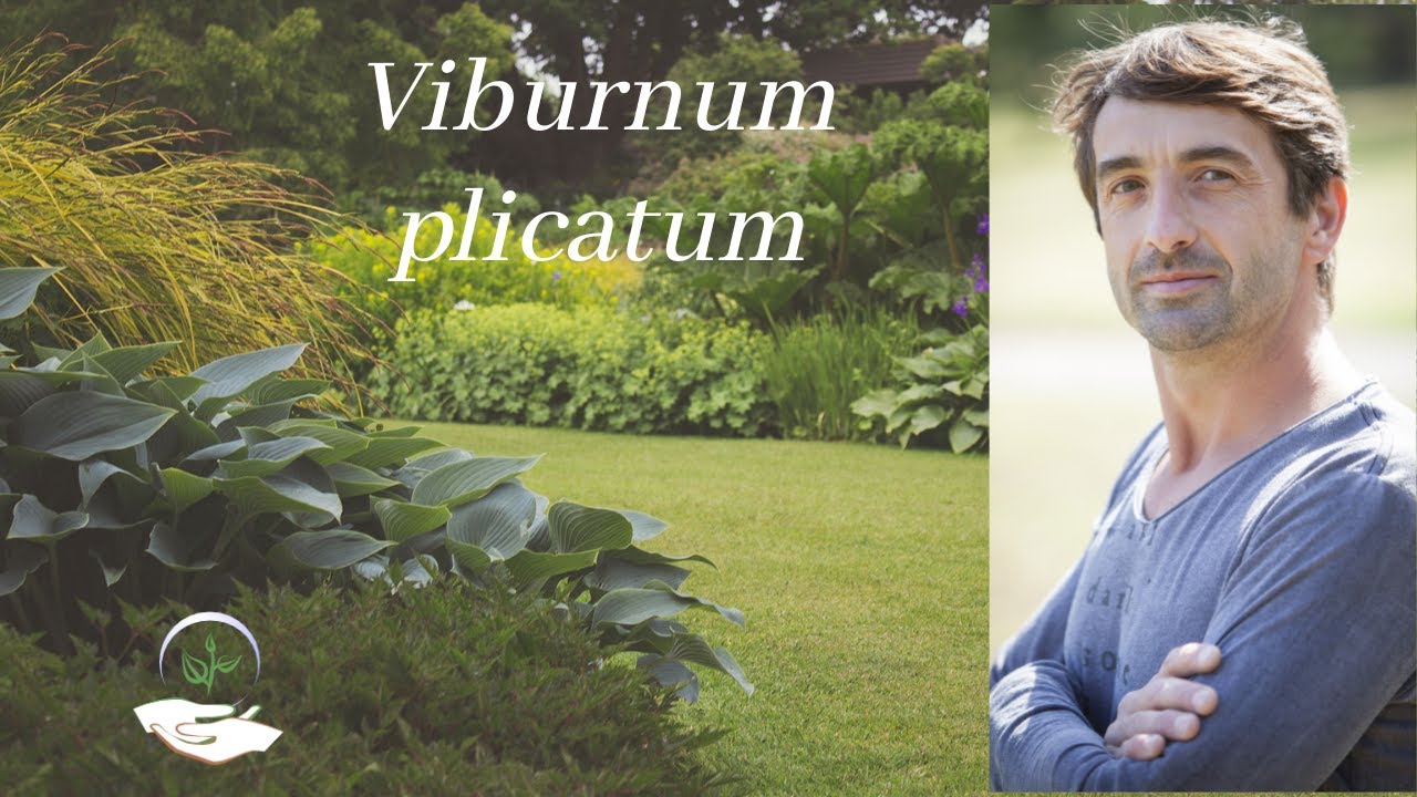 Le Viburnum plicatum