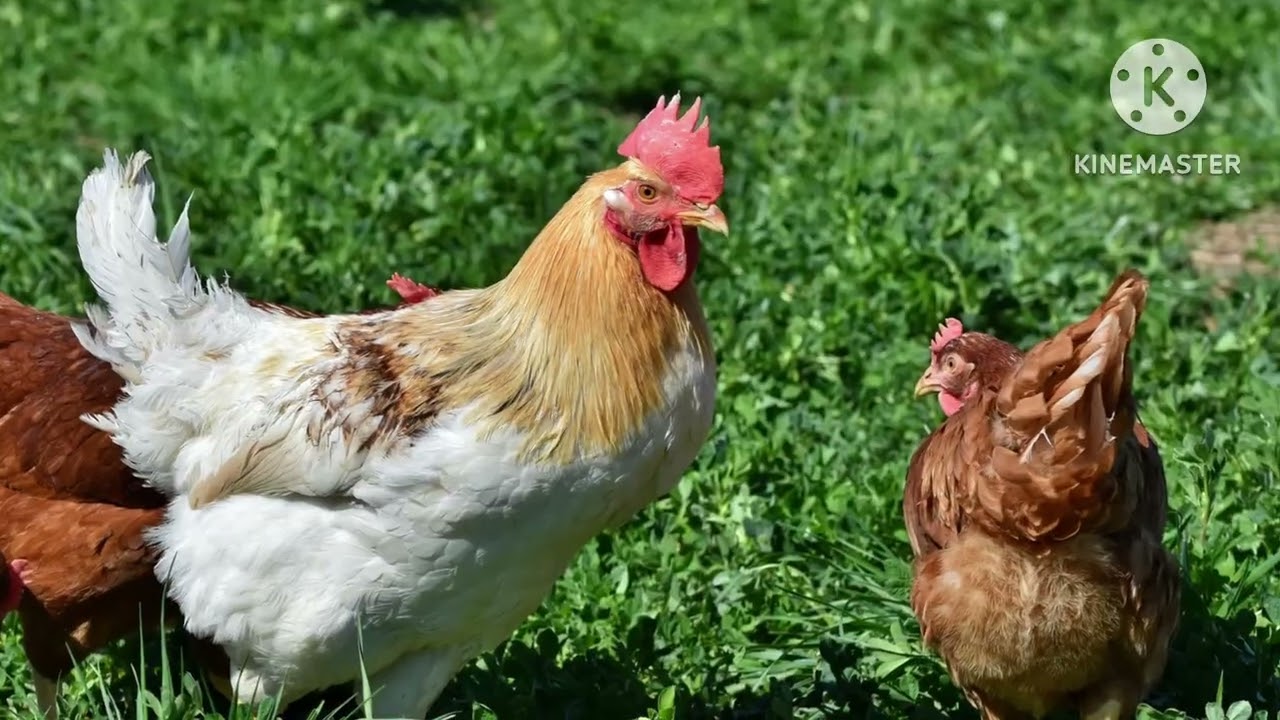 Safari Scrapbook Rooster 
