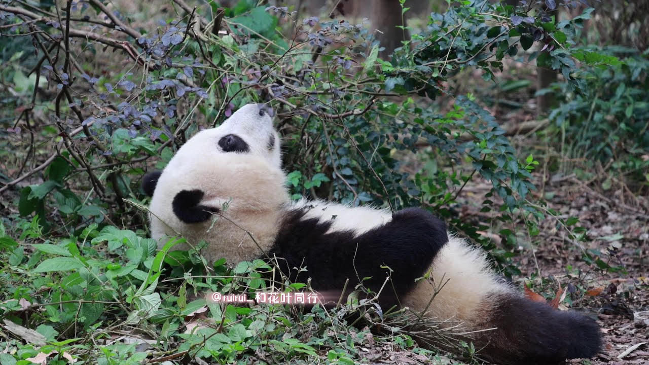 12.08 (4K)花宝今天看上去好多了, 躺着啃树枝 ~HeHua looks much better today, Lying down and chewing branches