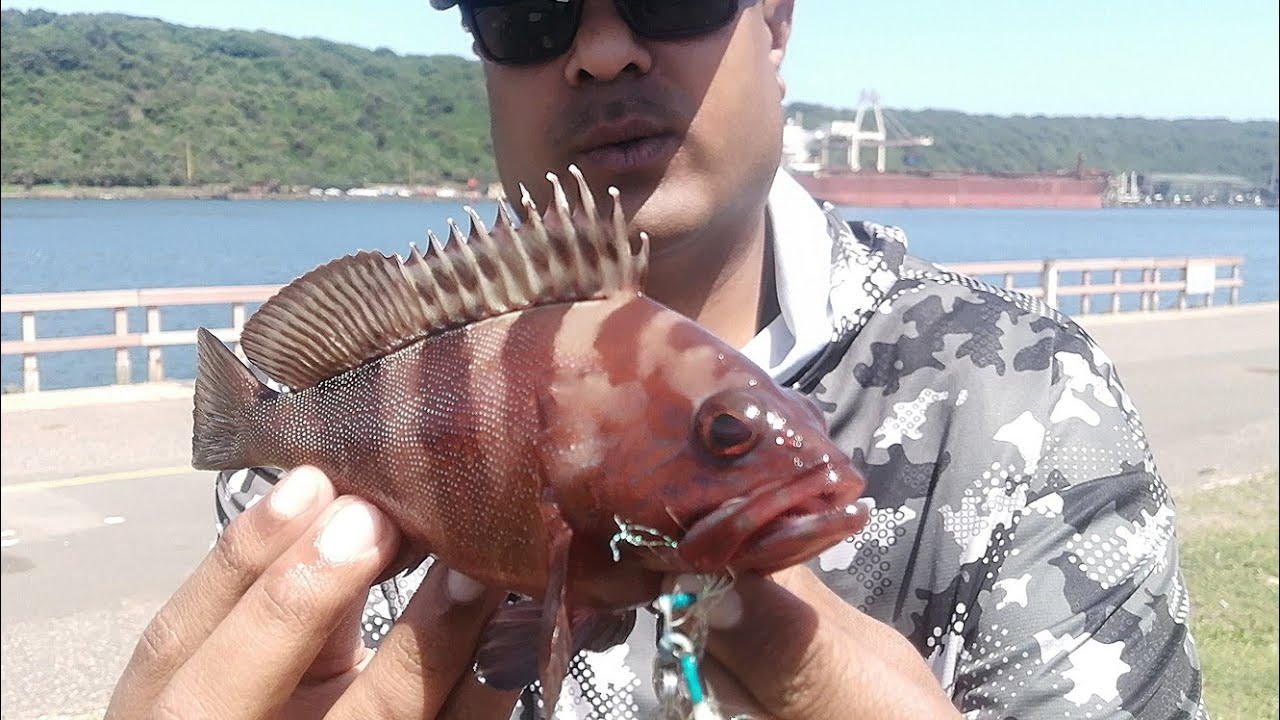 Shore Slow Jigging: Half-Moon Rockcod Caught!!!