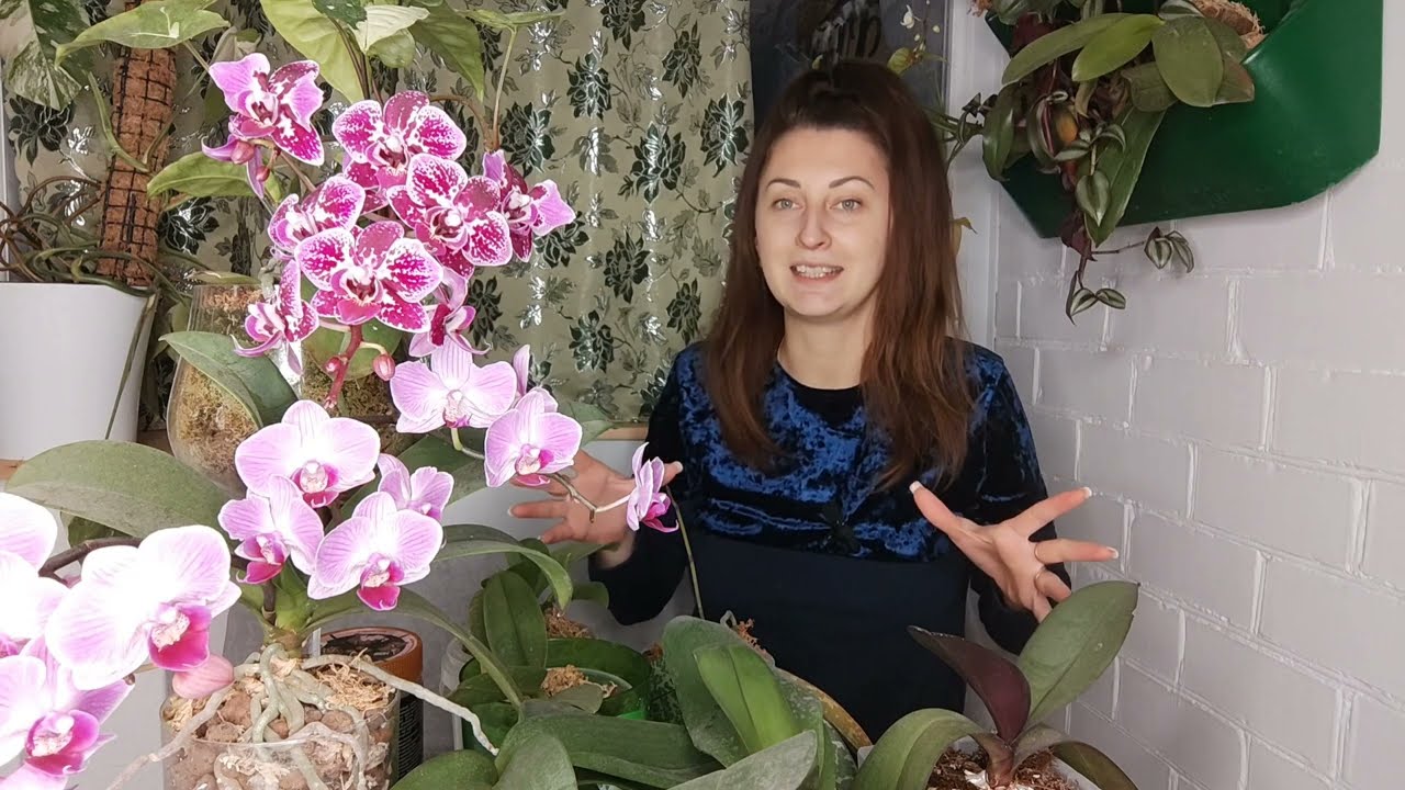 ВСЕГО 1 ложка на ШЕЮ ОРХИДЕИ и из нее ПОЛЕЗУТ КОРНИ и ЦВЕТОНОСЫ ❗КАК ЗАСТАВИТЬ ОРХИДЕЮ ЦВЕСТИ 🌸