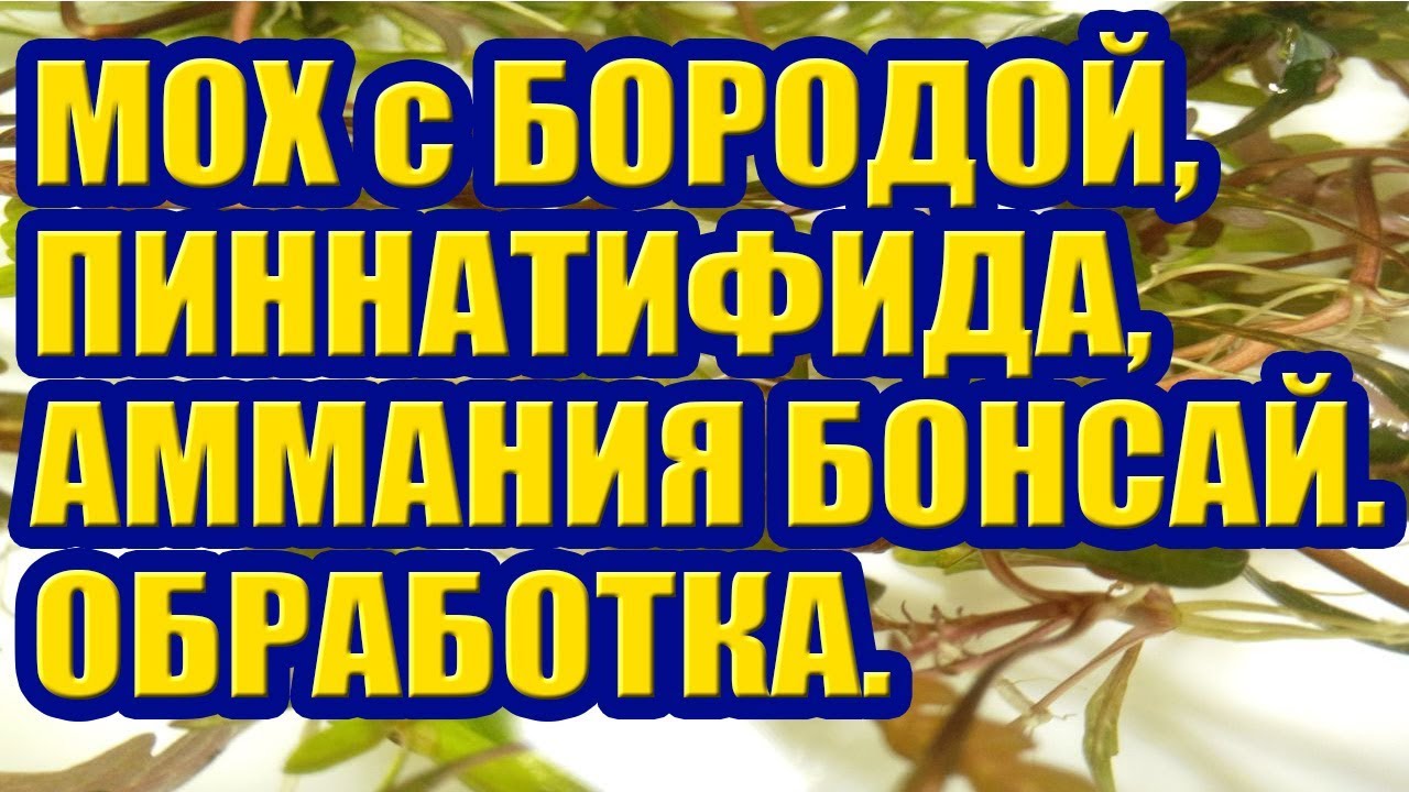 Мох с Бородой, Пиннатифида, Аммания Бонсай. Обработка Аквариумных Растений. Альгодез, Бактодез