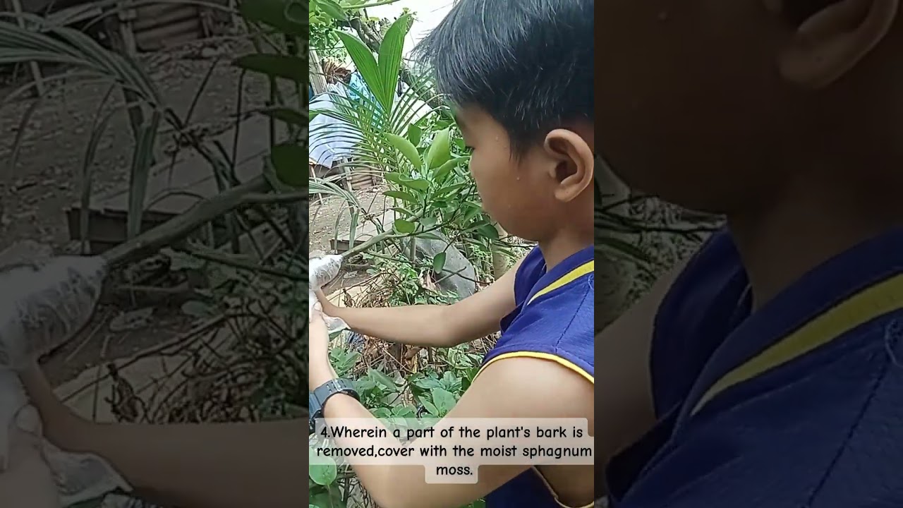 Marcotting Lime Tree for educational purposes only 