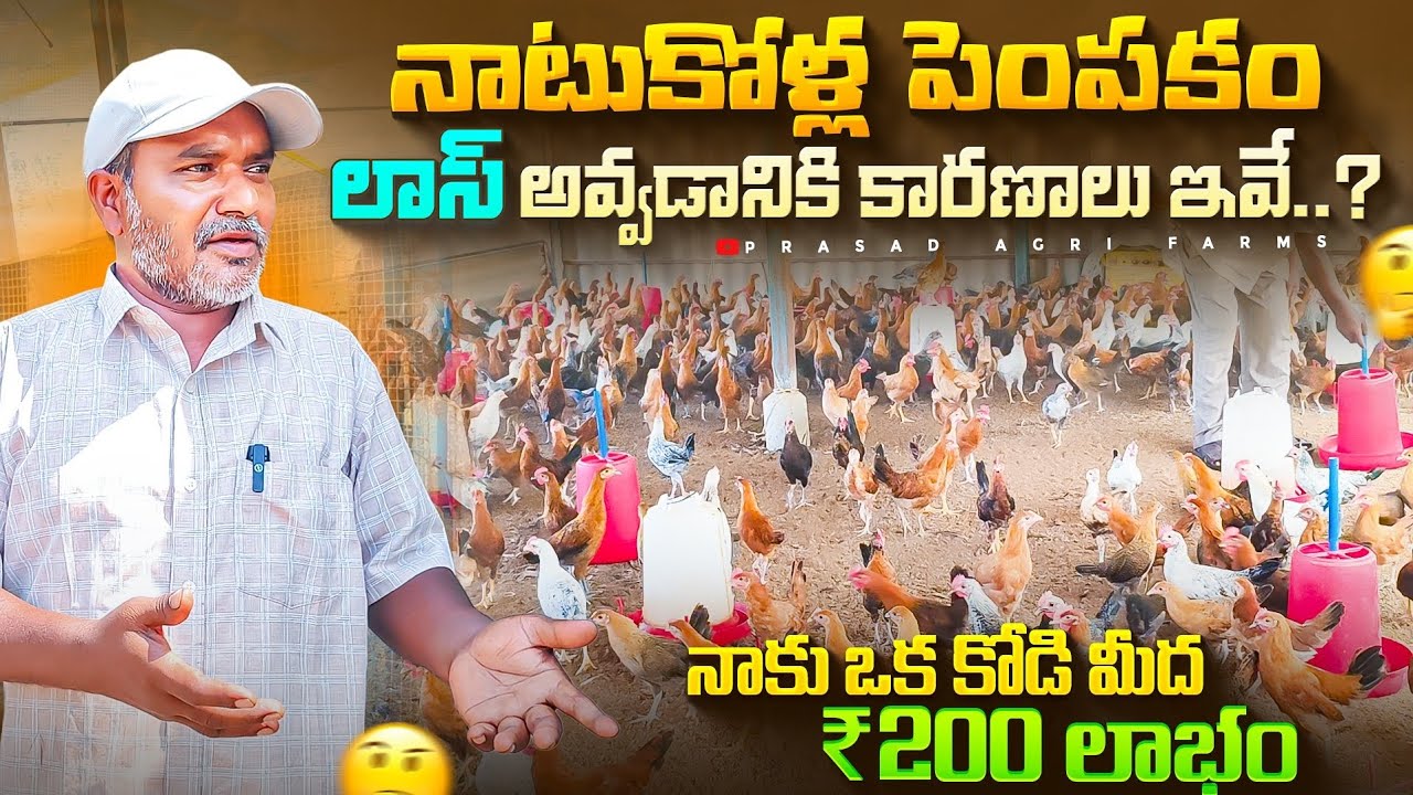 నాటుకోళ్లు పెంపకం లో లాస్ అవ్వడానికి కారణం ఇవే.?🤫|country chicken farming🐓 || telugu ||sonalifarming