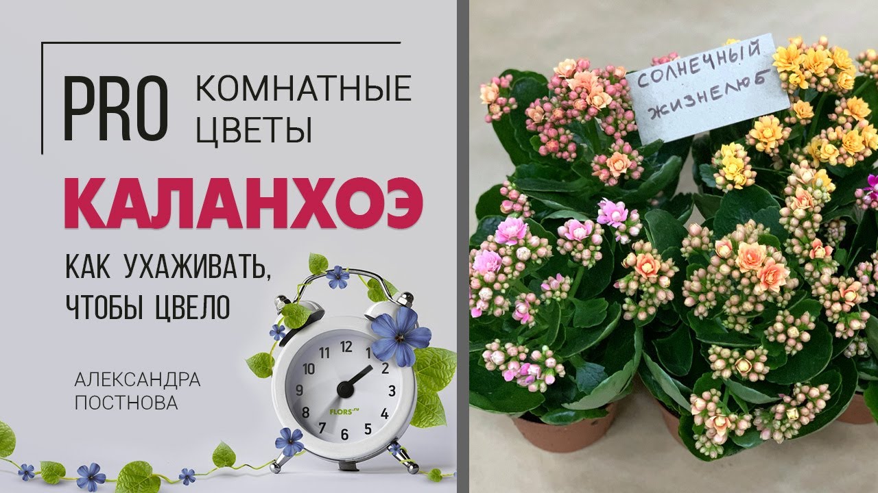 Каланхоэ - растение для южного окна. Простые правила, которые нужно соблюдать. Уход за растением.