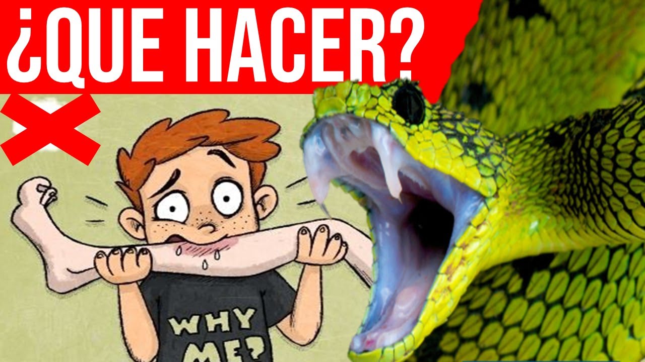 ¿Qué Hacer si te Muerde una Serpiente? + TTO Hospitalario - Emponzoñamiento Ofídico | Mentes Médicas