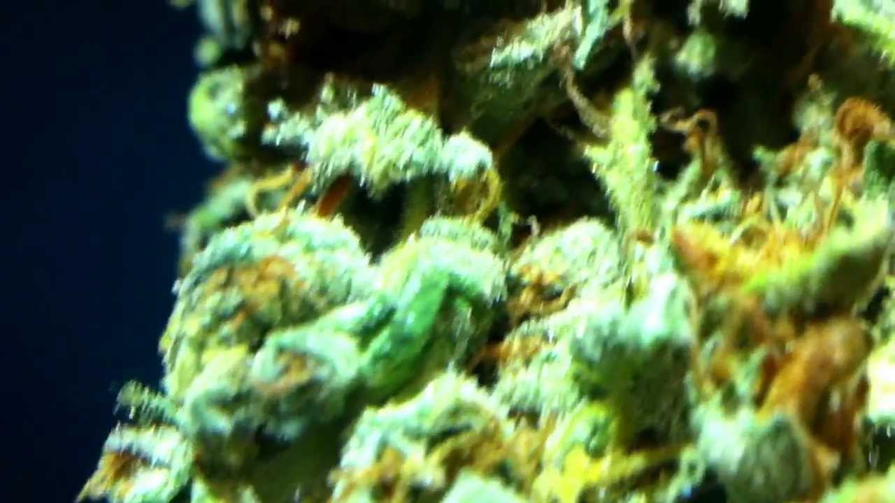 Close up bud
